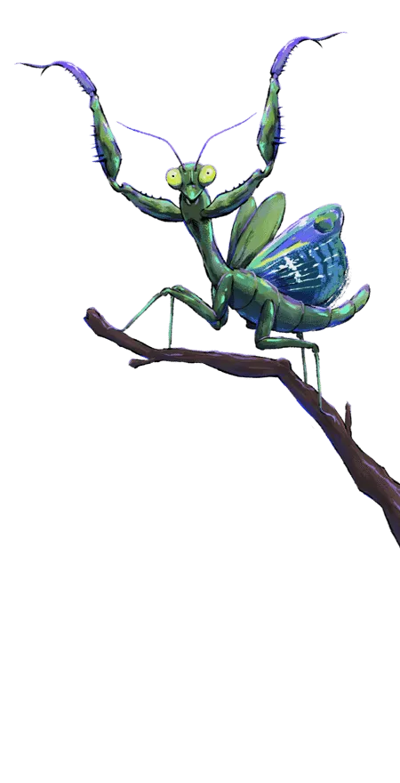 Praying Mantis