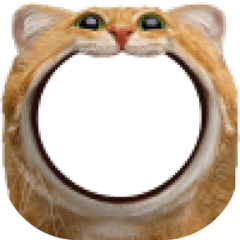 Nom Kitty